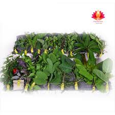 Vinayaka Puja Patri 21 Leaves Starter Pack